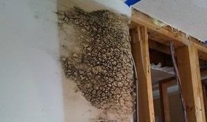 Mold Growth In Drywall After Wall Leak